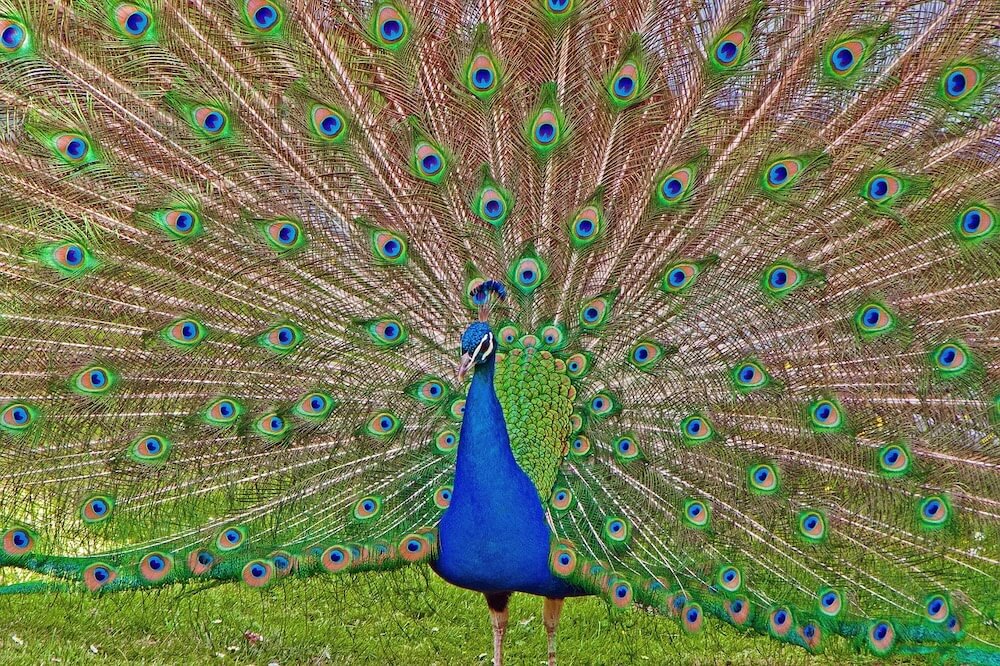 peacock-942036_1280-2
